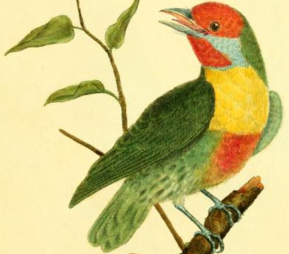 Drawn by F.-N. Martinet