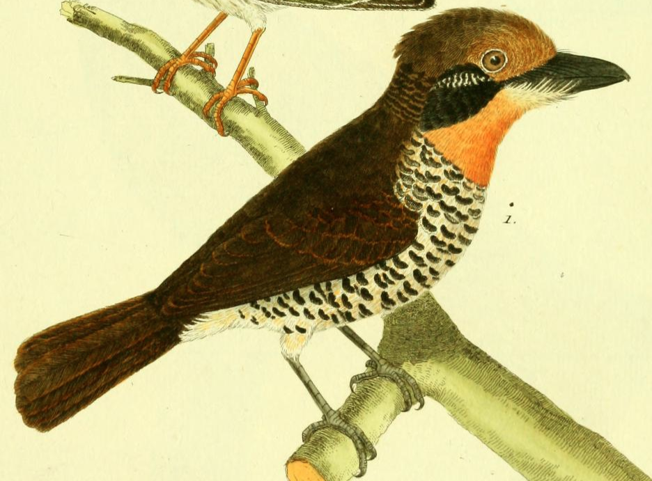 Spotted Puffbird