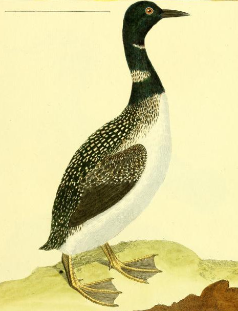 Common Loon