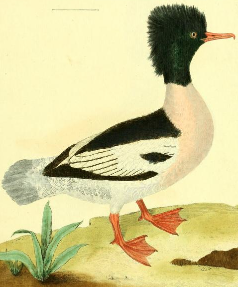 Drawn by F.-N. Martinet