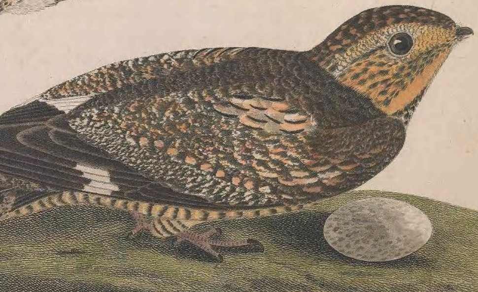 Engraved by J. G. Warnicke