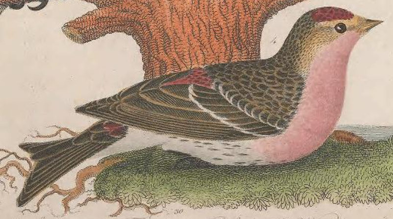 Magnificent Frigatebird