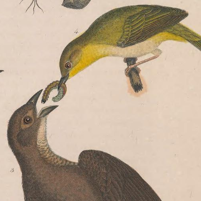Common Yellowthroat