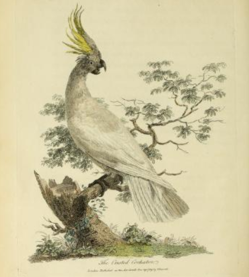 Yellow-crested Cockatoo