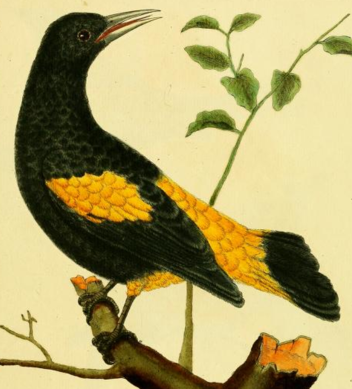 Cacique