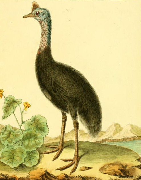 Drawn by F.-N. Martinet