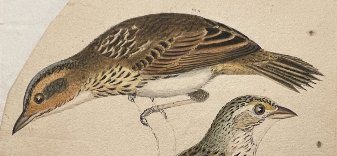 Saltmarsh Sparrow