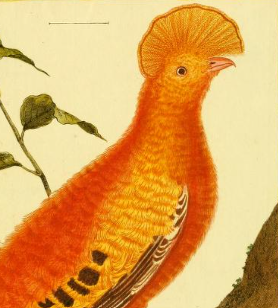 Cock Of The Rock
