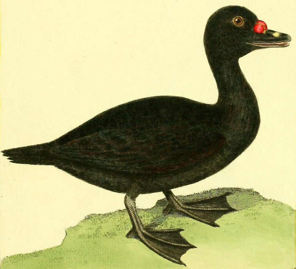 Common Scoter