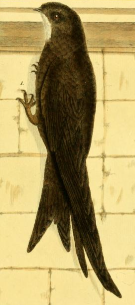 Common Swift, Drawn by F.-N. Martinet