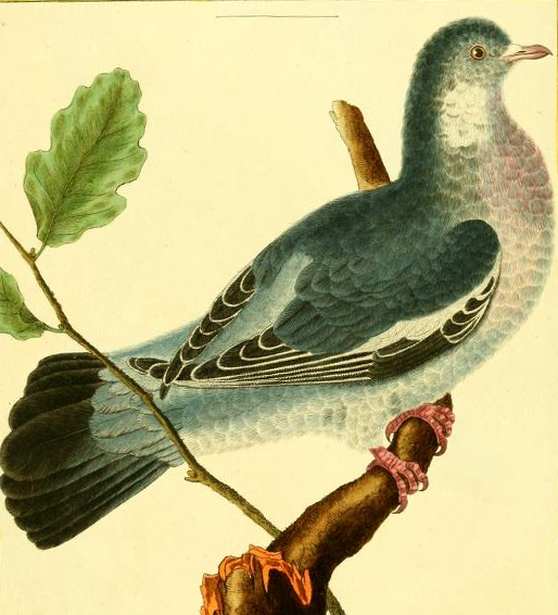 Common Wood Pigeon