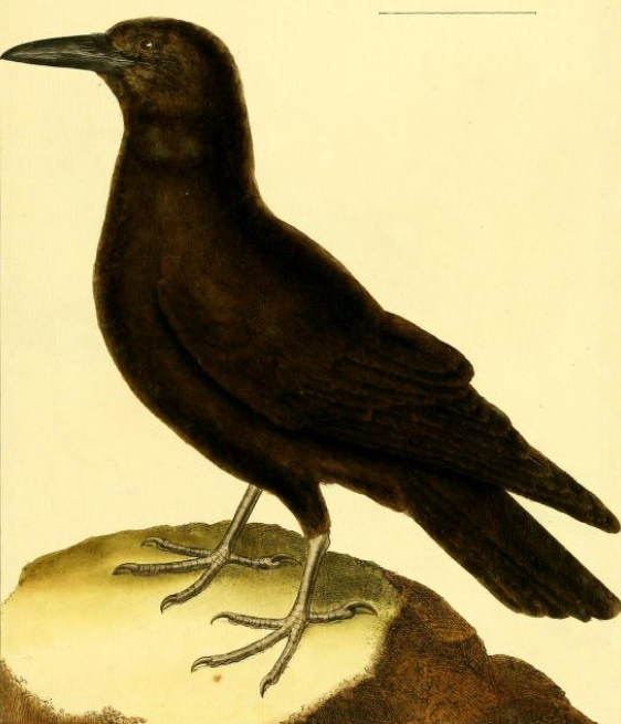 Carrion Crow