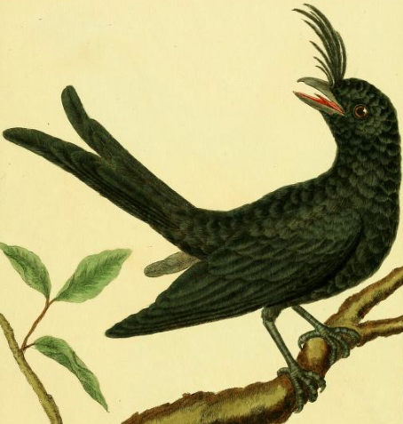 Crested Drongo