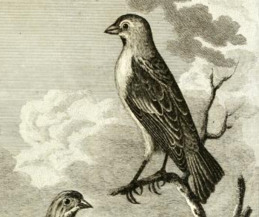 Engraved by P. Mazell