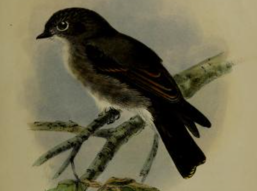 Dark-sided Flycatcher