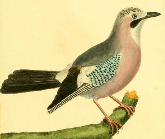 Eurasian Jay