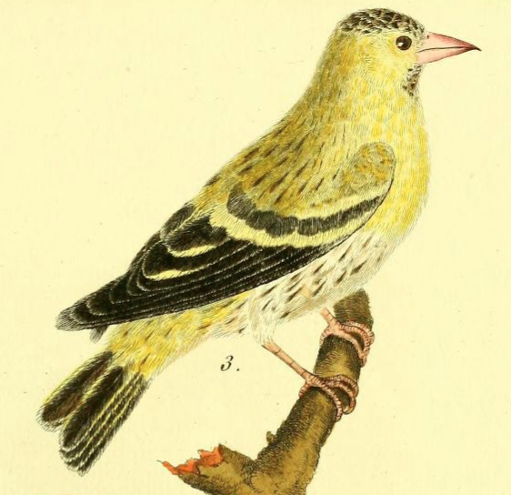 Eurasian Siskin