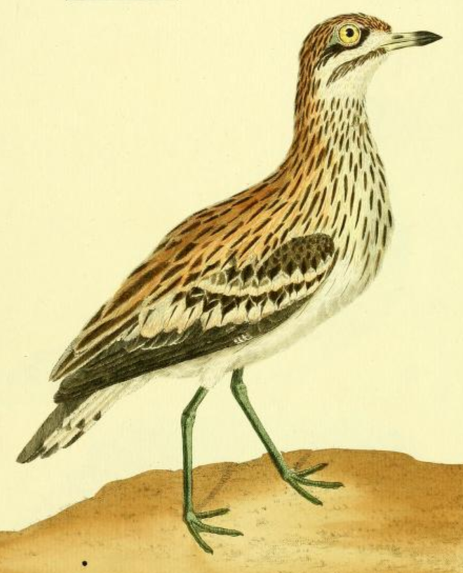 Eurasian Thicknee 