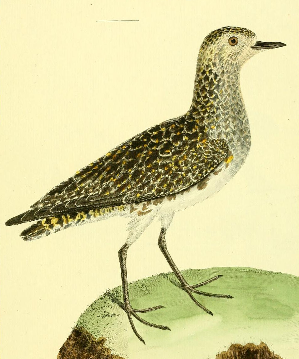 European Golden Plover, Drawn by F.-N. Martinet