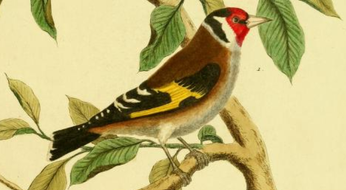 European Goldfinch