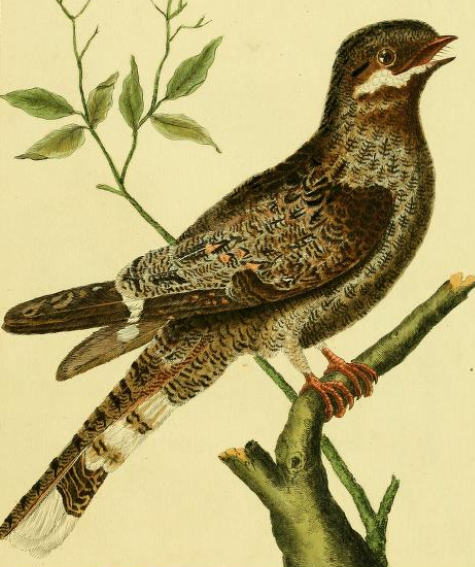 Drawn by F.-N. Martinet