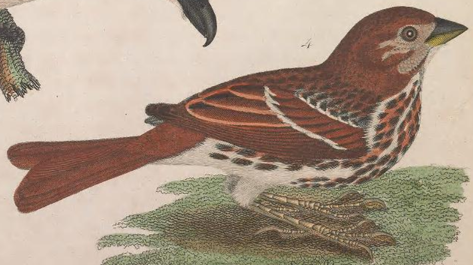 Fox Sparrow