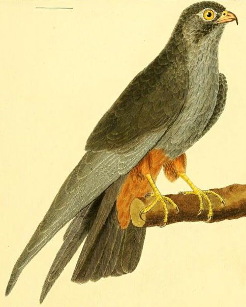 Falco Vespertinus 