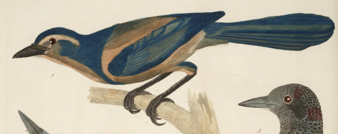 Florida Scrub Jay