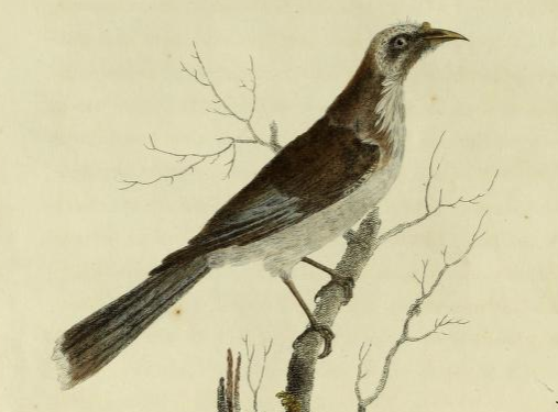 Friarbird