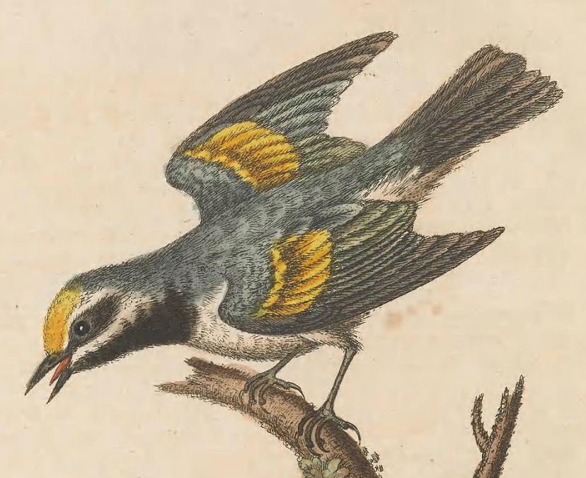 Golden-winged Warbler