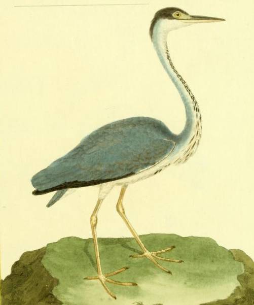 Gray Heron, Drawn by F.-N. Martinet