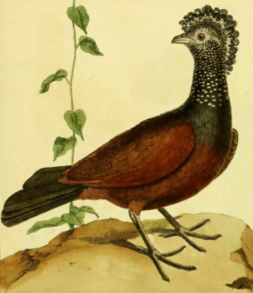 Great Curassow