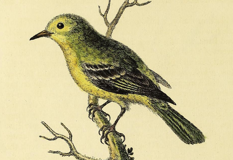 A natural history of birds... Part 2, Plate 79.