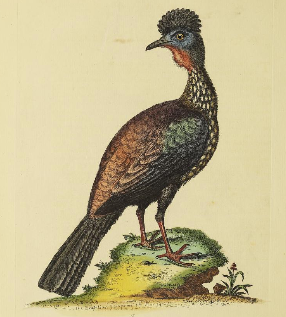 Guan