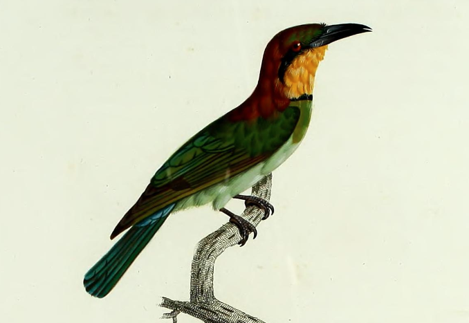 Guepier Levaillant