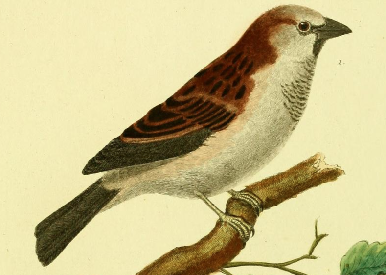 House Sparrow