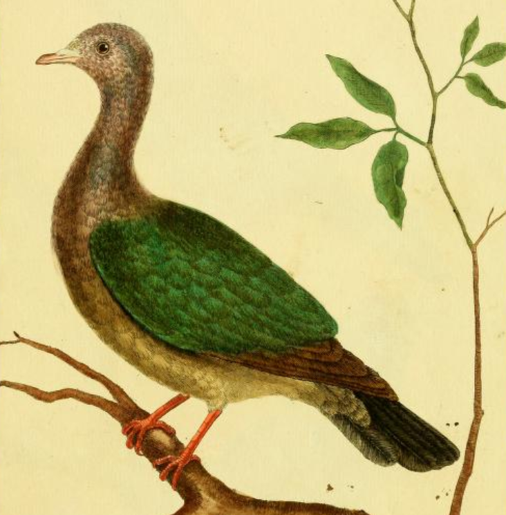 Island Collared Dove