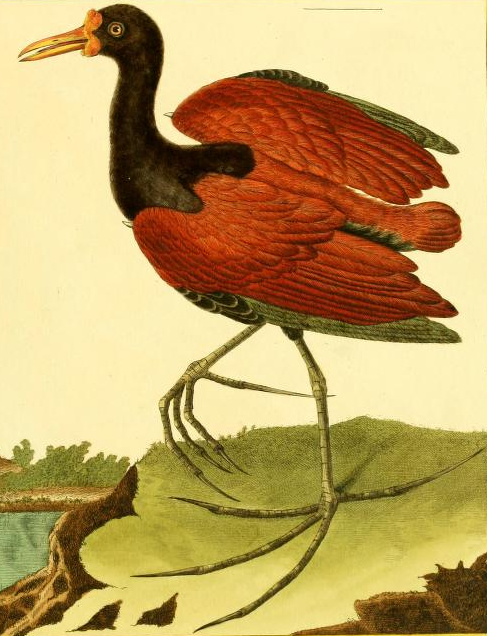 Jacana Spinosa
