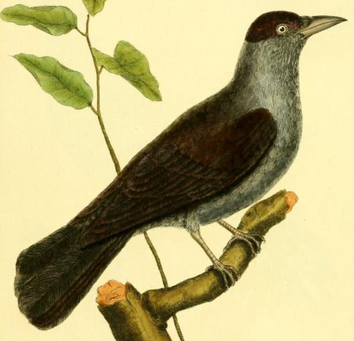 Western Jackdaw