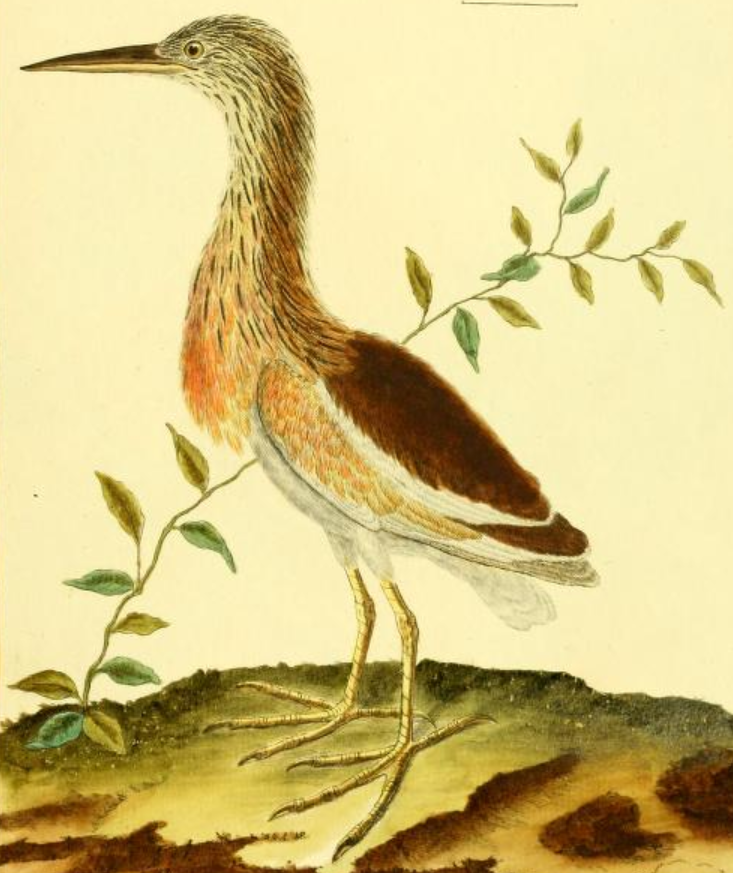 Javan Pond Heron