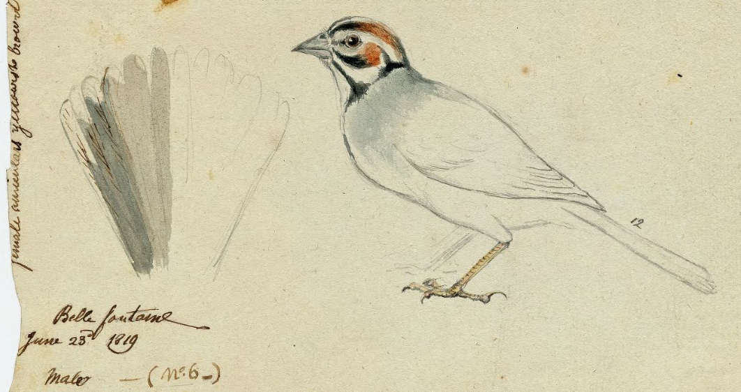 Lark Sparrow