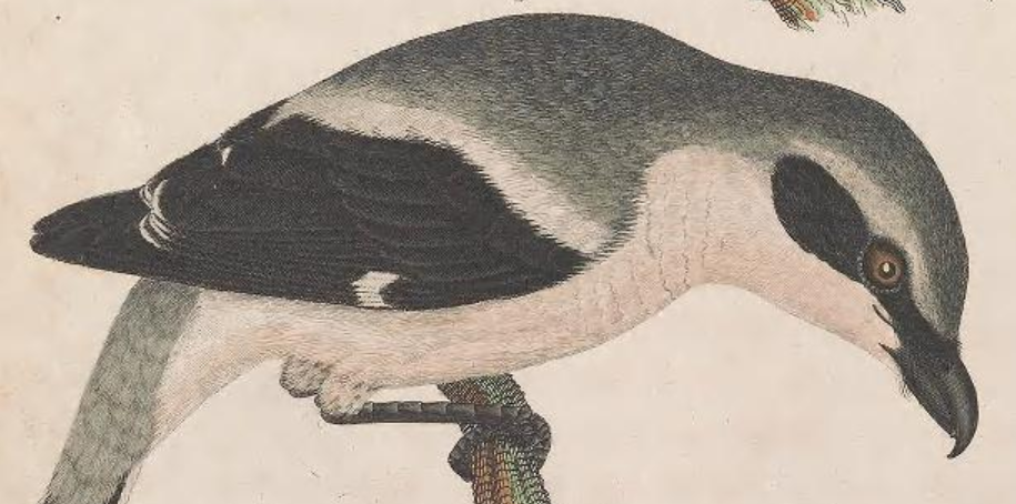 Loggerhead Shrike