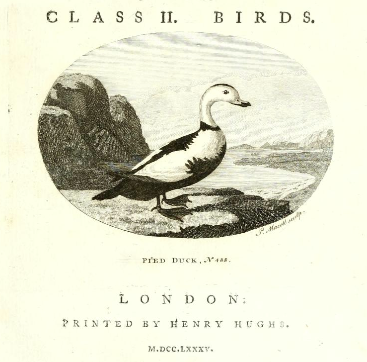Labrador Duck, Frontispiece engraving