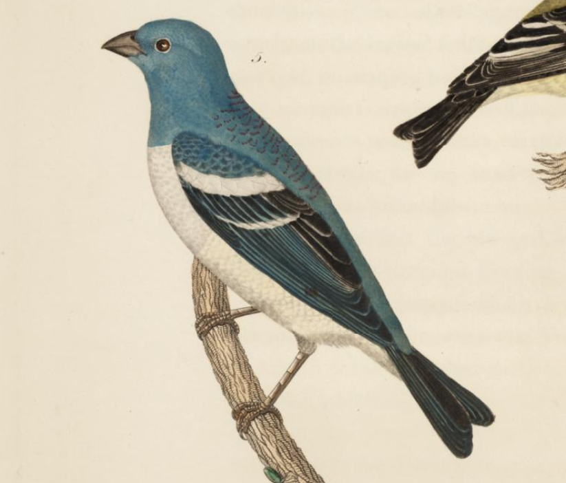 Lazuli Bunting