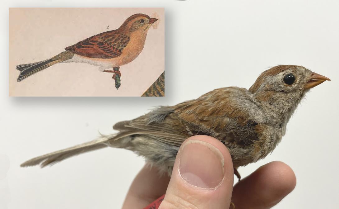Field Sparrow