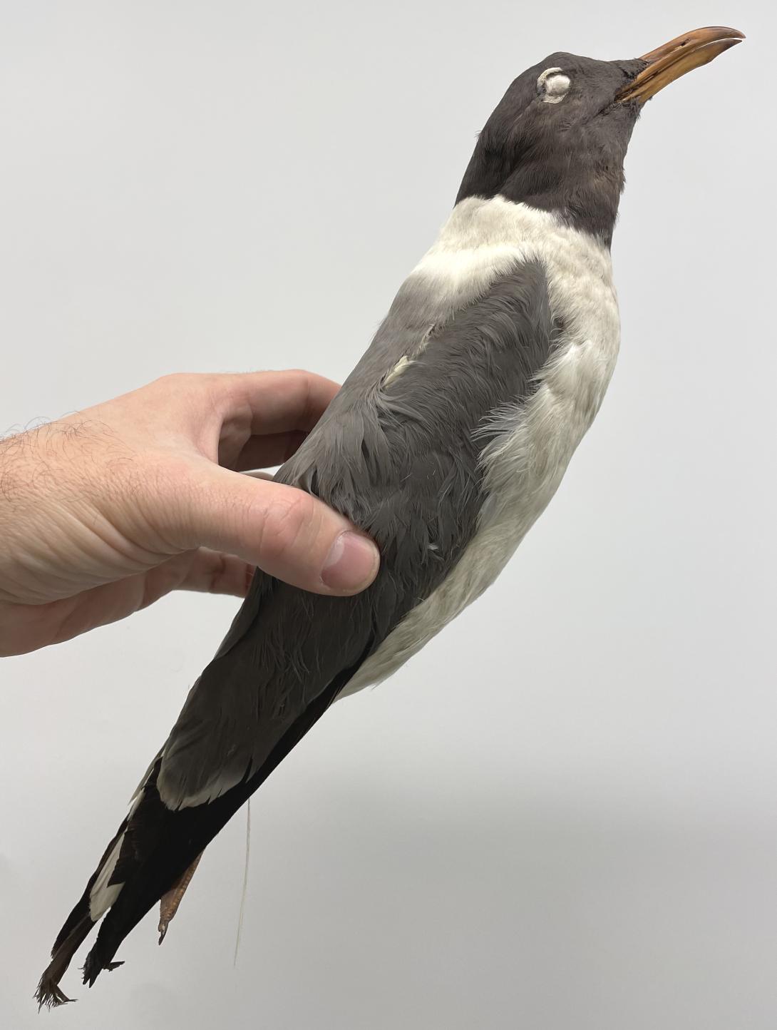 Laughing Gull