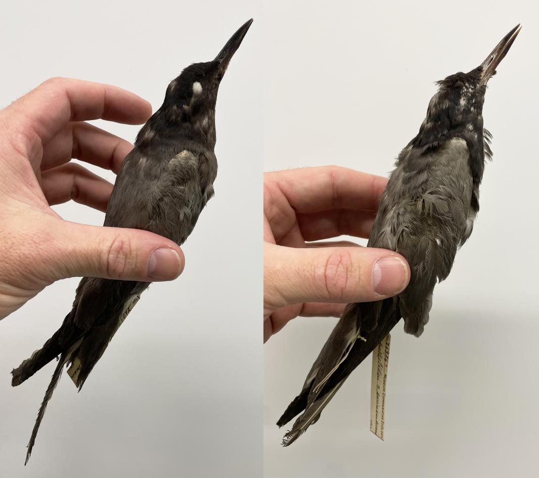 Black Tern