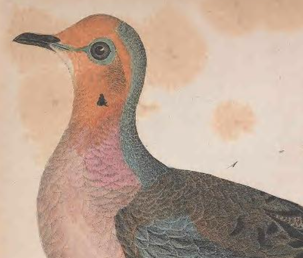 Mourning Dove
