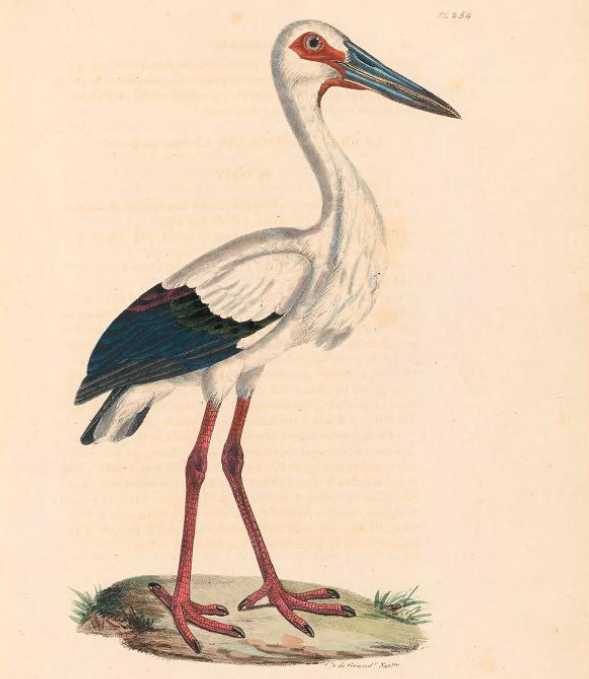 Maguari Stork