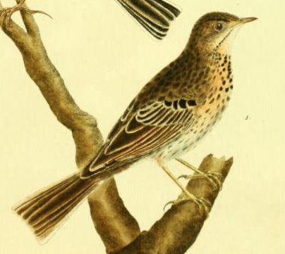 Meadow Pipit